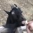goatwack